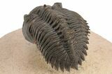 Detailed Metacanthina Trilobite - Lghaft, Morocco #248773-5